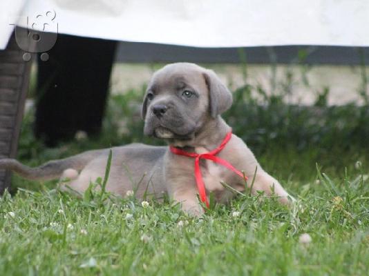 Cane Corso